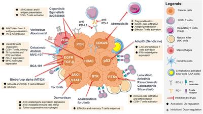 Rational Combinations of Targeted Therapy and Immune Checkpoint Inhibitors in Head and Neck Cancers